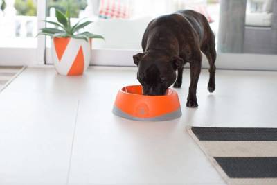 OH Bowl® Mundhygieneschüssel für Hunde Orange Größe L